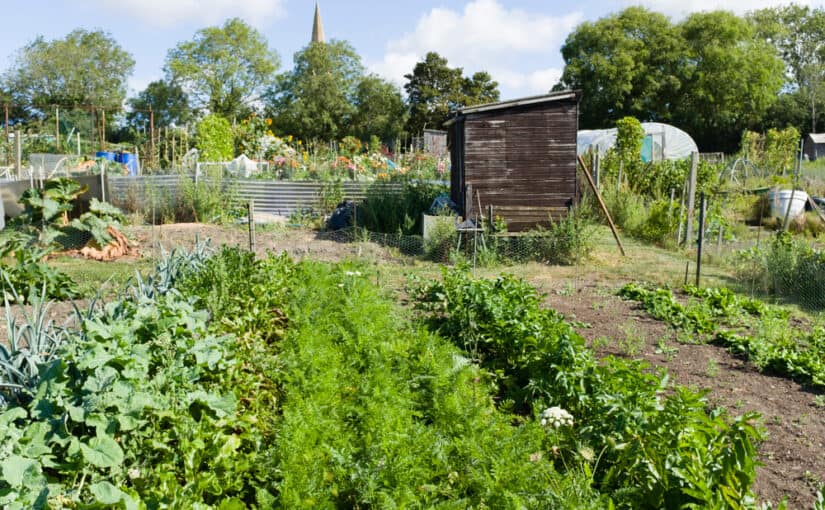 Allotment with vegetable beds and a small wooden building