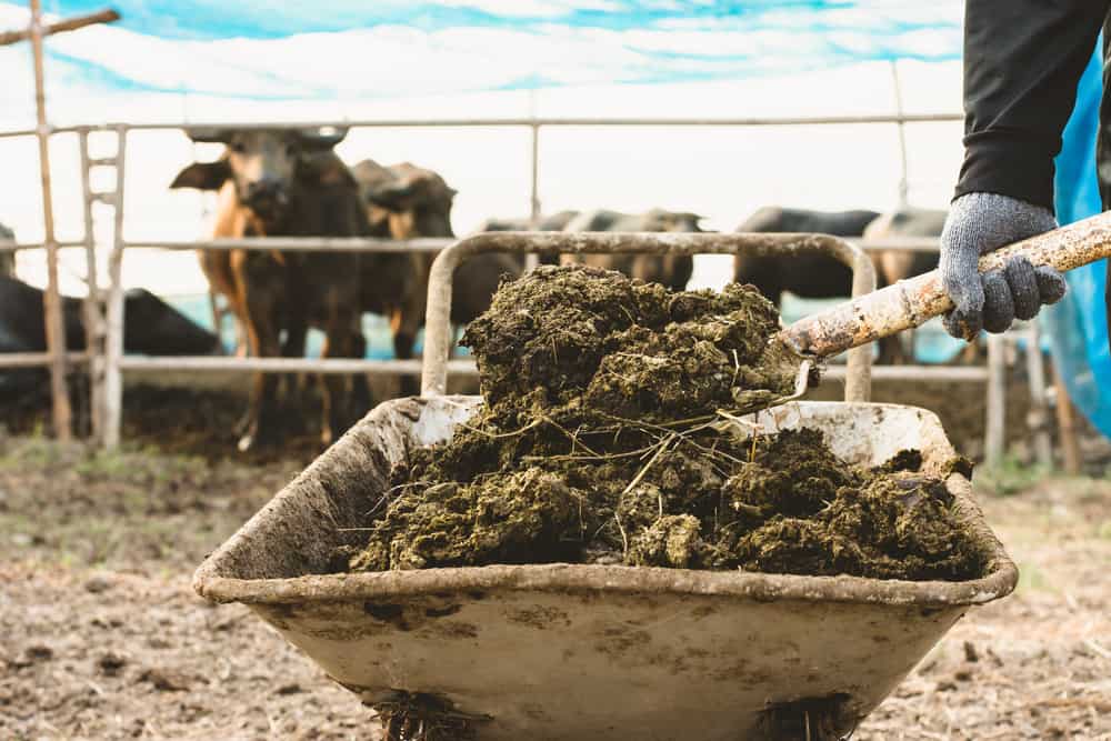 Animal manure or dung in a wheel barrow with cows in the background.