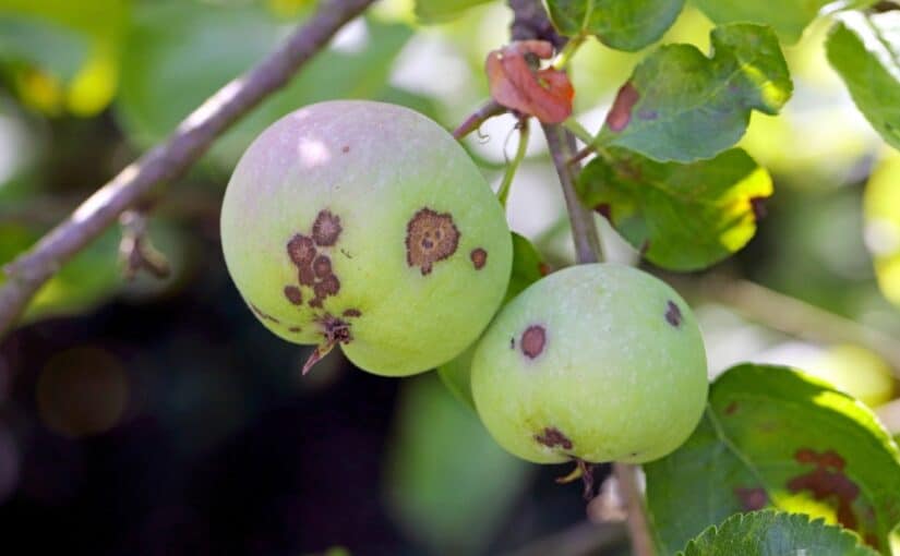 Green apples with apple scab on a branch