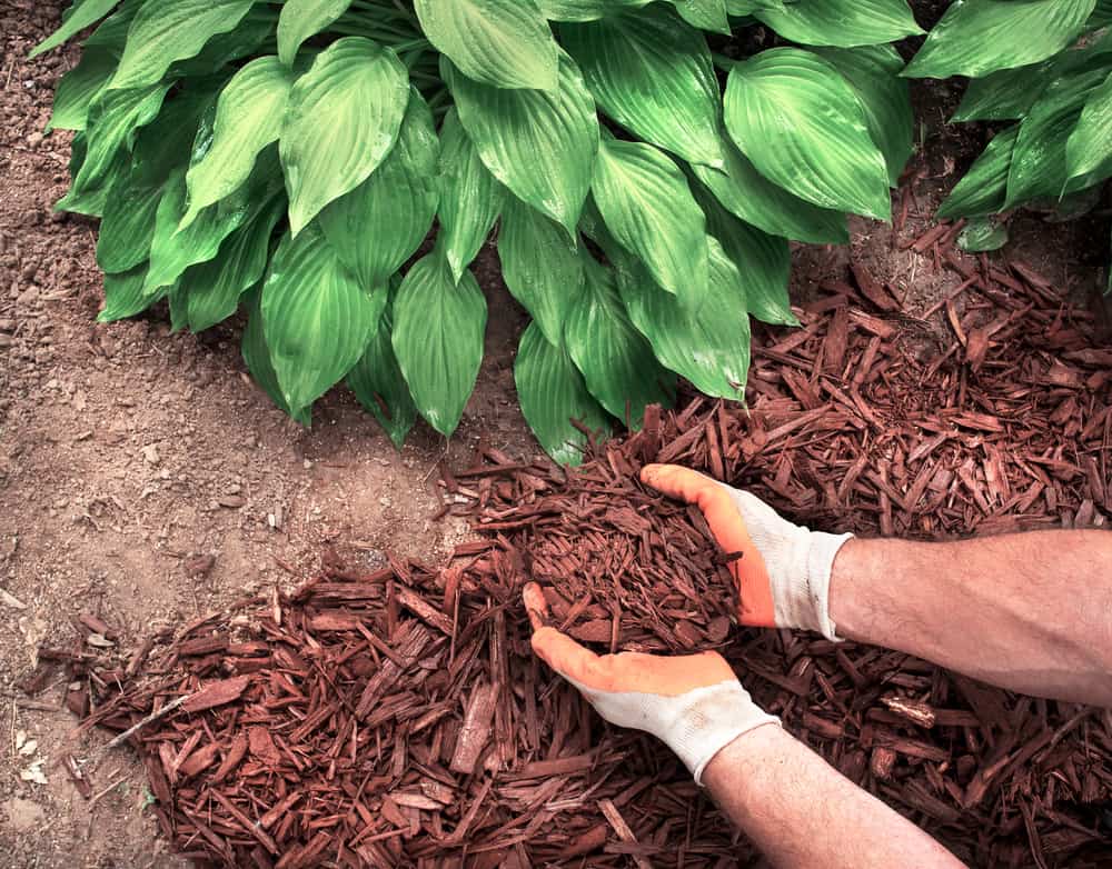 Male hands applying brown mulch chips around green hosta plants.