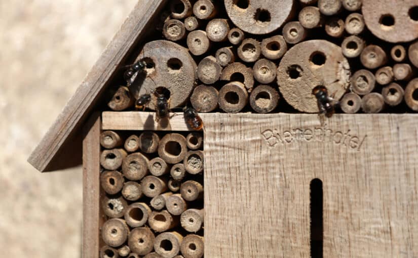 How to Build a Bee House in Your Backyard