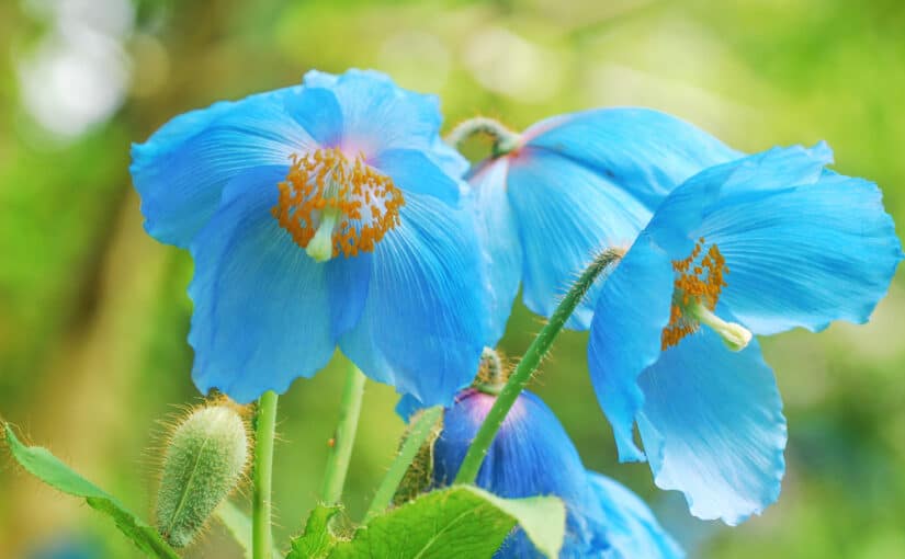 Close-up of Blue Himalayan Poppy flower