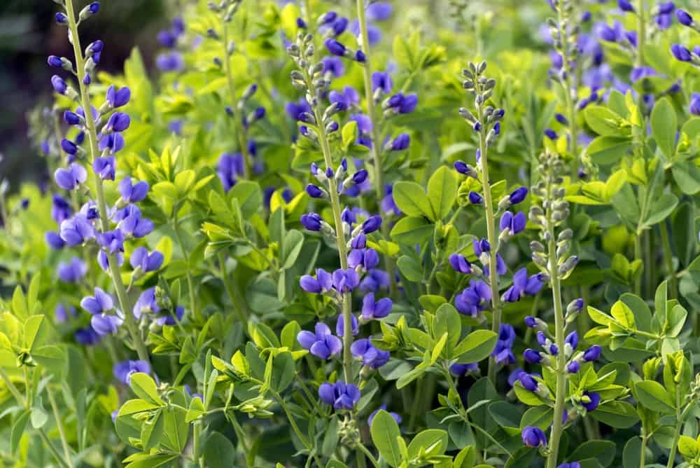 Blue indigo plant in a native plant garden.