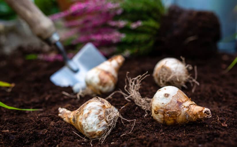 Bulbs of daffodils laying on soil ready to be planted