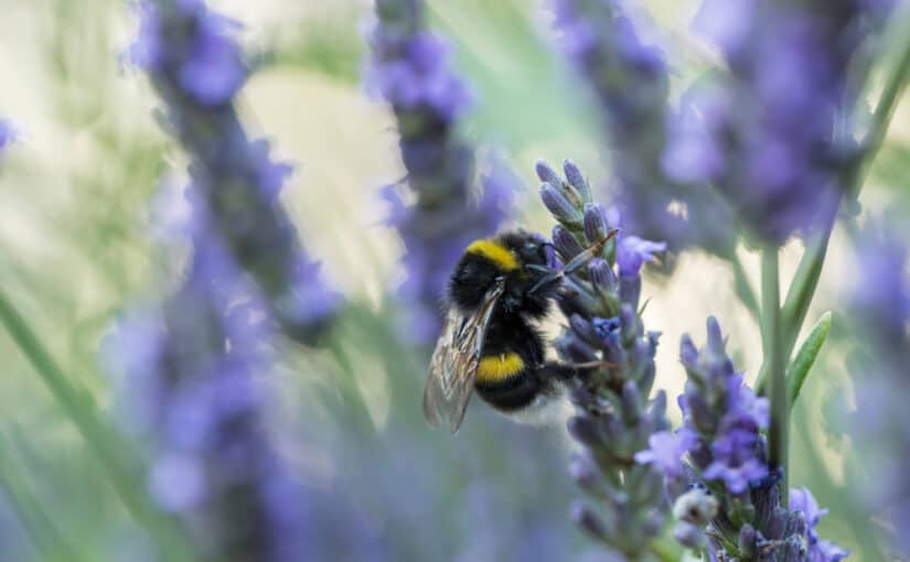 Bumblebee on a lavender flower