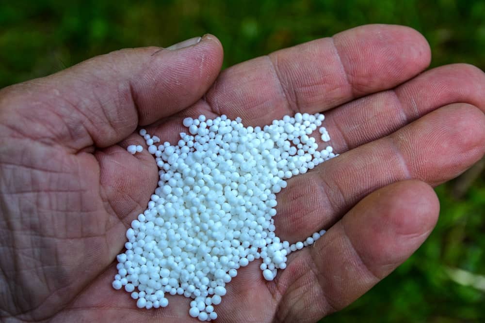 Hand holding chemical fertilizers - pellets of ammonium nitrate.
