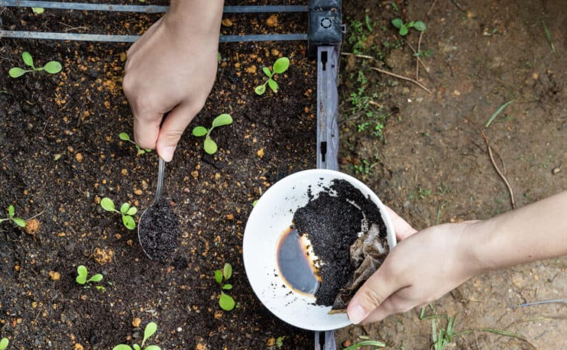 Coffee grounds being added to baby vegetables plant