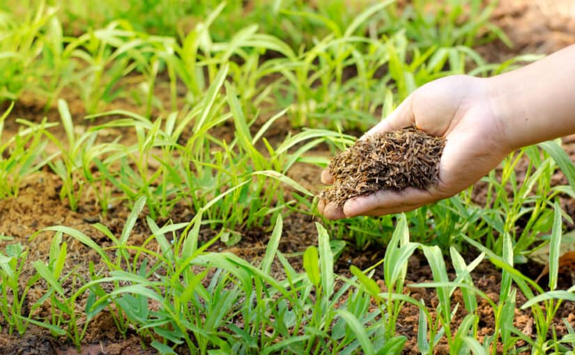 The Pros and Cons of Using Organic and Inorganic Fertilizers in Your Garden