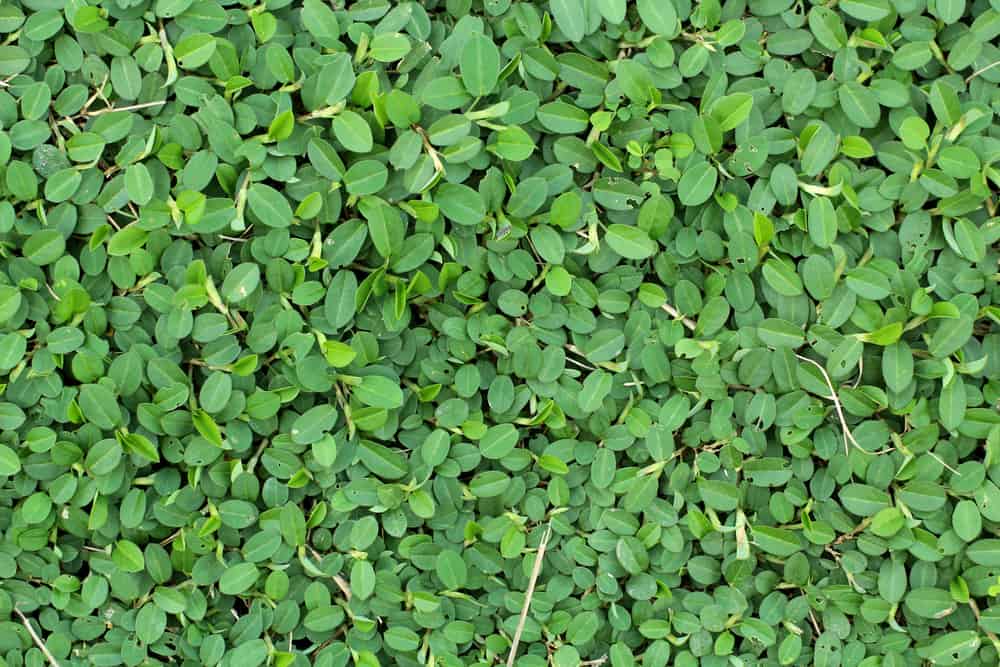 Close-up of green cover crops.