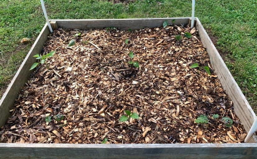 Raised bed with plants covered with a layer of mulch