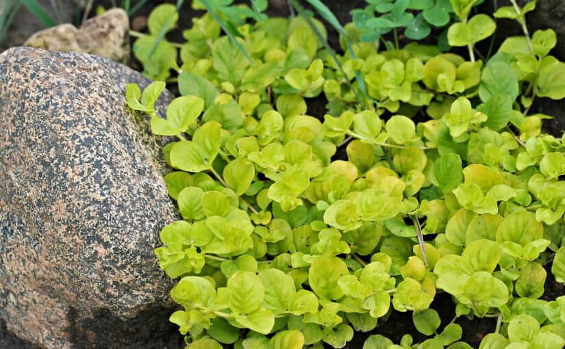 Creeping Jenny next to a rock in a garden
