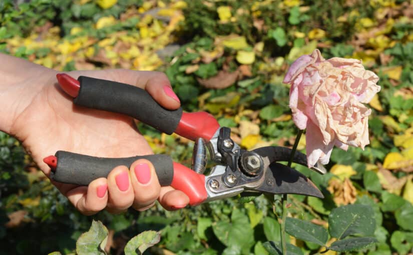 Woman deadheading roses