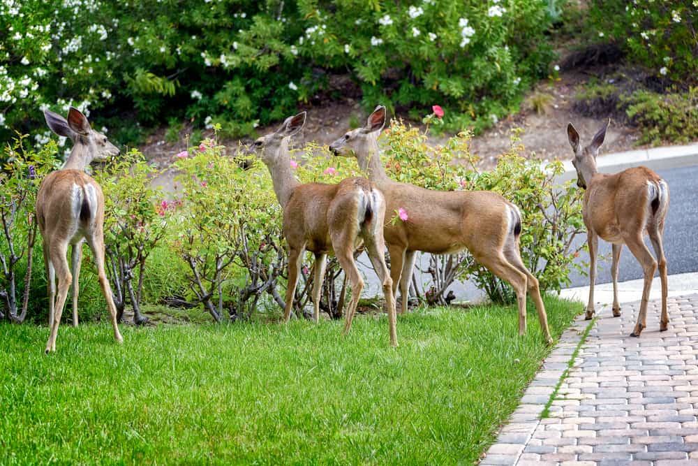 A family of deer eating rose bushes in a garden.