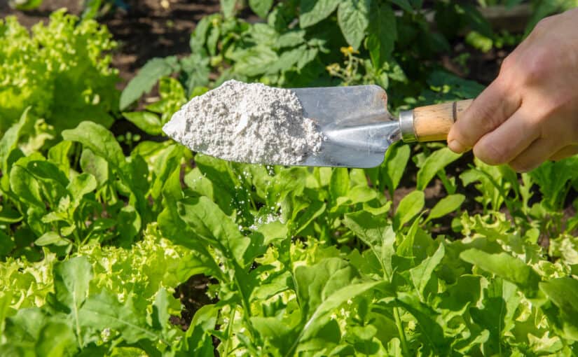 Gardener sprinkling white Diatomaceous earth powder