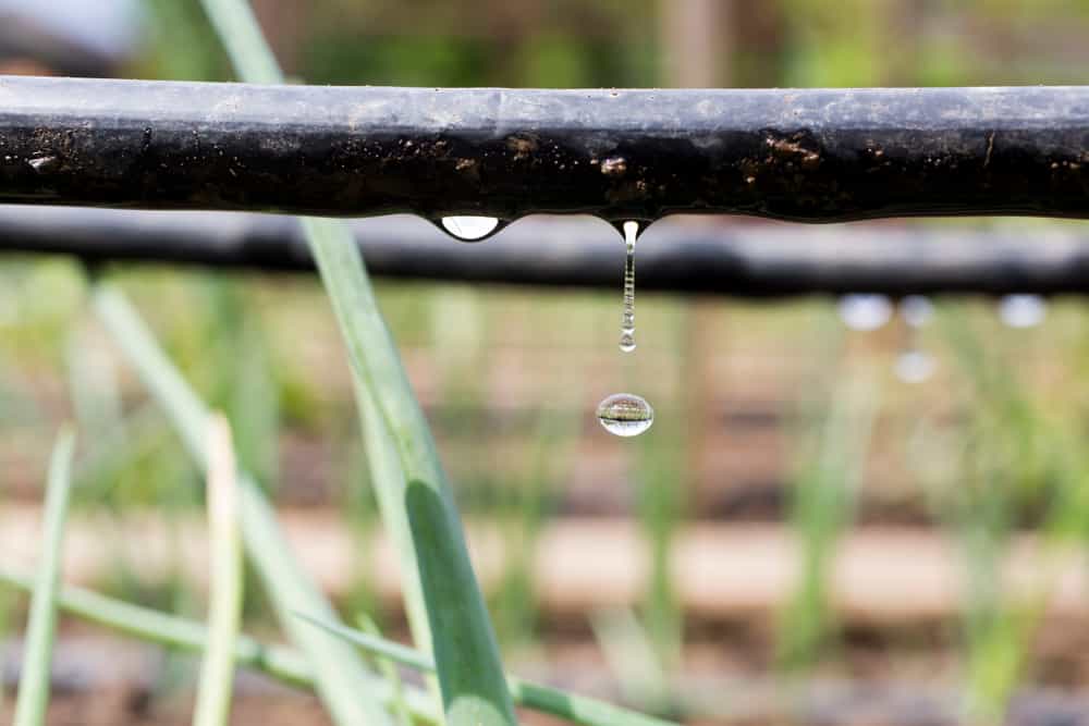 Close-up of drip irrigation system watering plants.