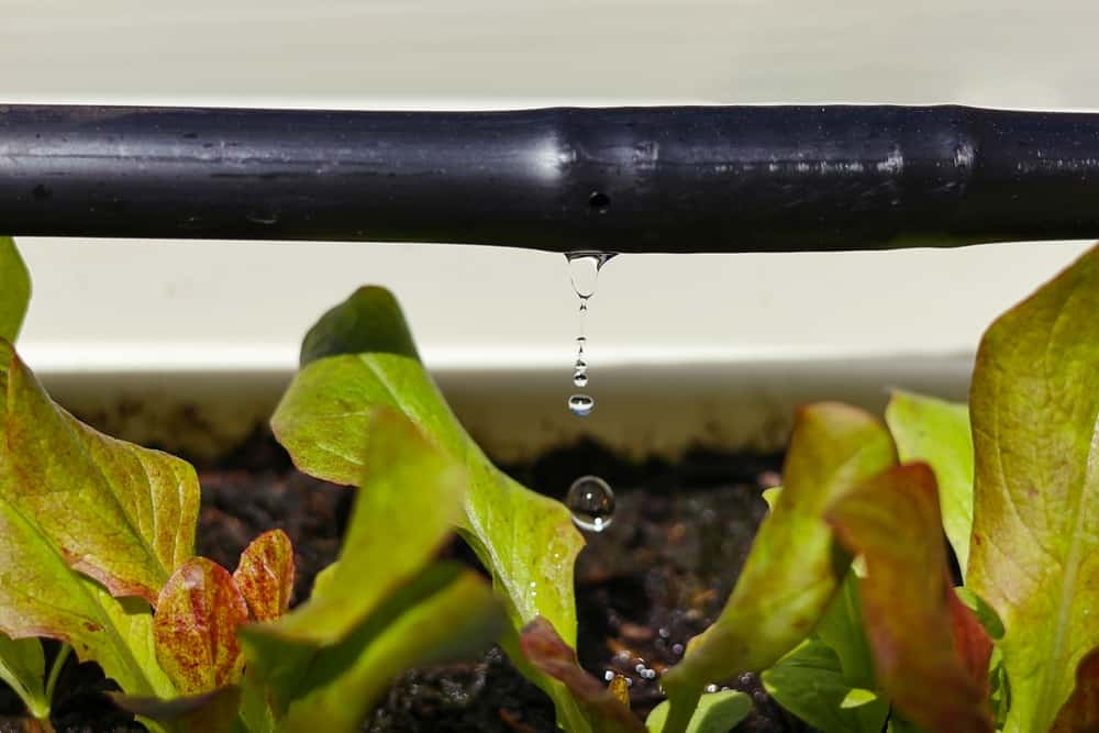 Water saving drip irrigation system used in an organic salad garden.