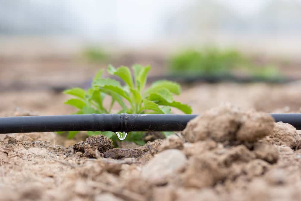 Drip Irrigation vs. Sprinkler Systems Which is Best for Your Garden