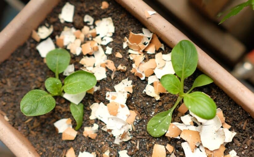 Baby vegetables in pots with soil sprinkled with eggshell crumbs as mulch