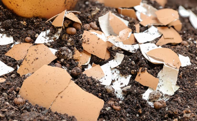 Eggshell in soil