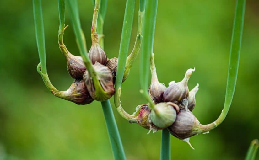 Egyptian Walking Onions (Allium Proliferum) bulbs on tree topsette in spring