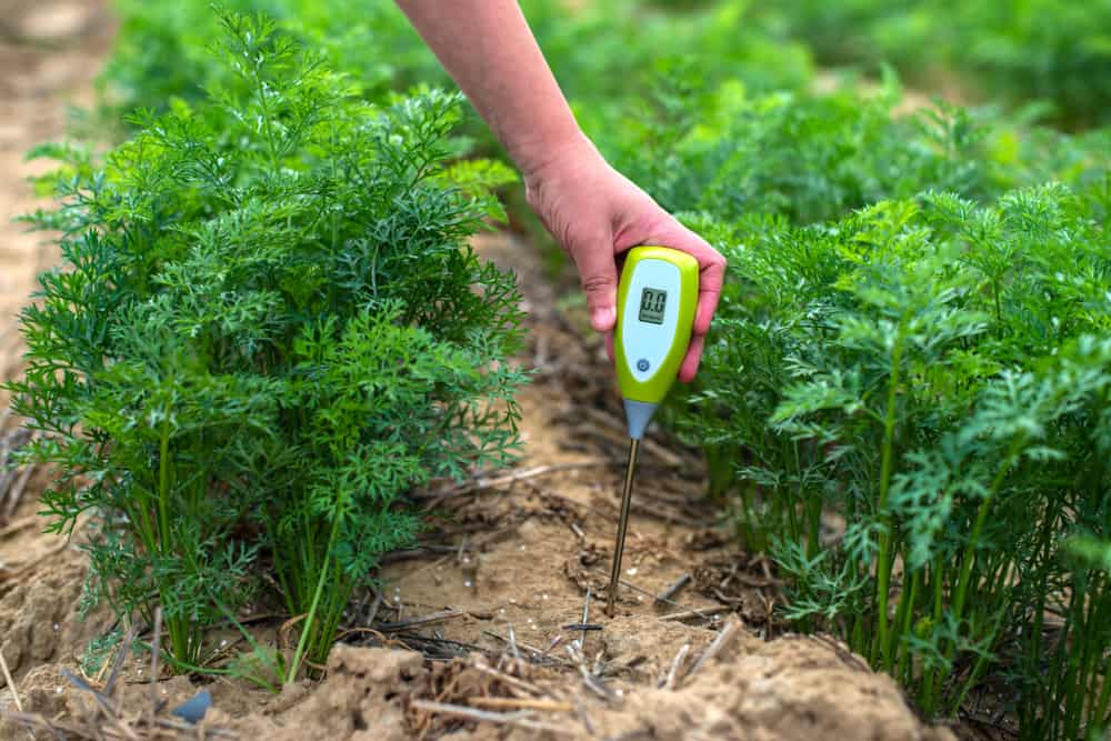 Hand placing an eletronic pH tester in soil next to green plants.