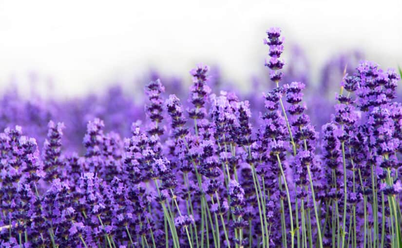 English lavender - also know as Lavandula Angustifolia