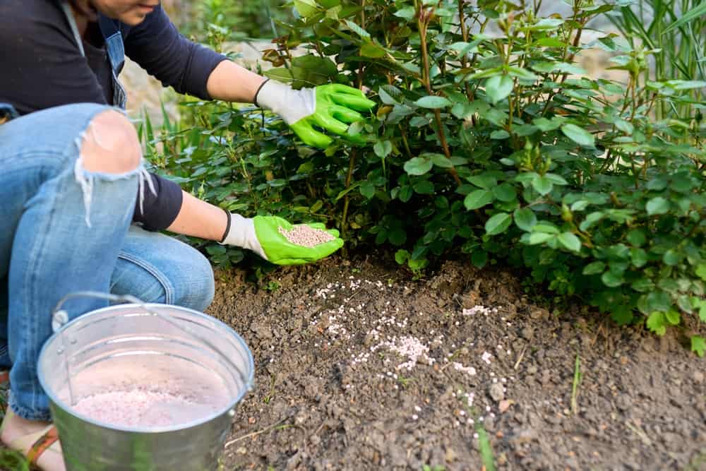 Woman in garden fertilizing rose bush with buds.