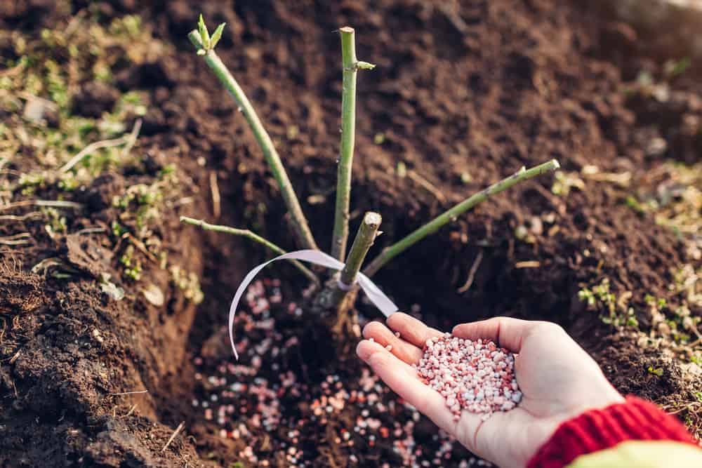 The Best Way to Fertilize Your Roses
