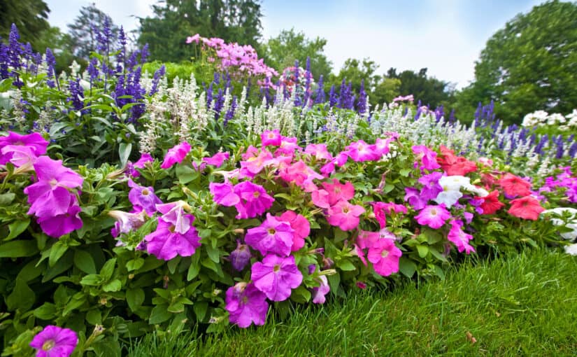 Lots of colorful flowers in a flower garden
