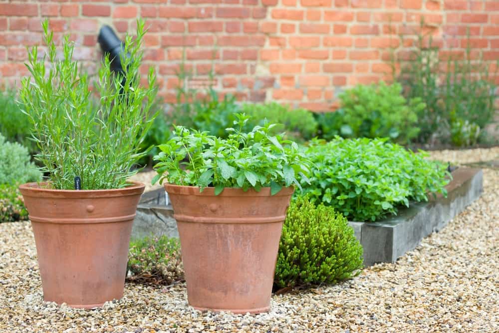 Fresh herb plants growing in containers in a courtyard garden.