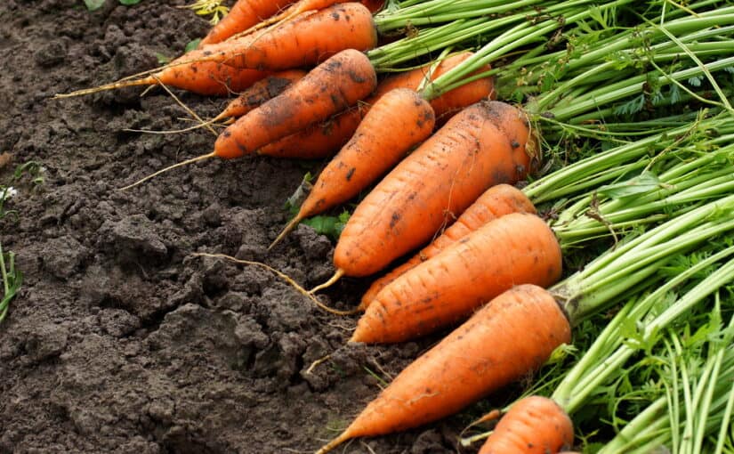Fresh organic carrots on the ground