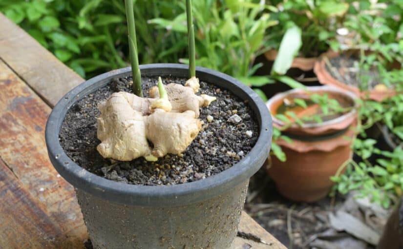 Ginger shoots on the soil in pot