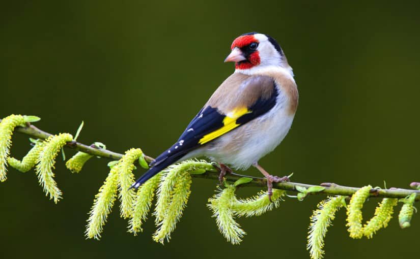 Goldfinch (Carduelis carduelis) sitting on a branch