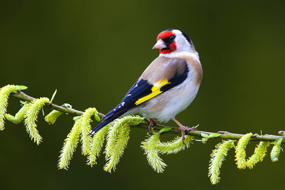 How to attract goldfinches to your garden - Dwank.com