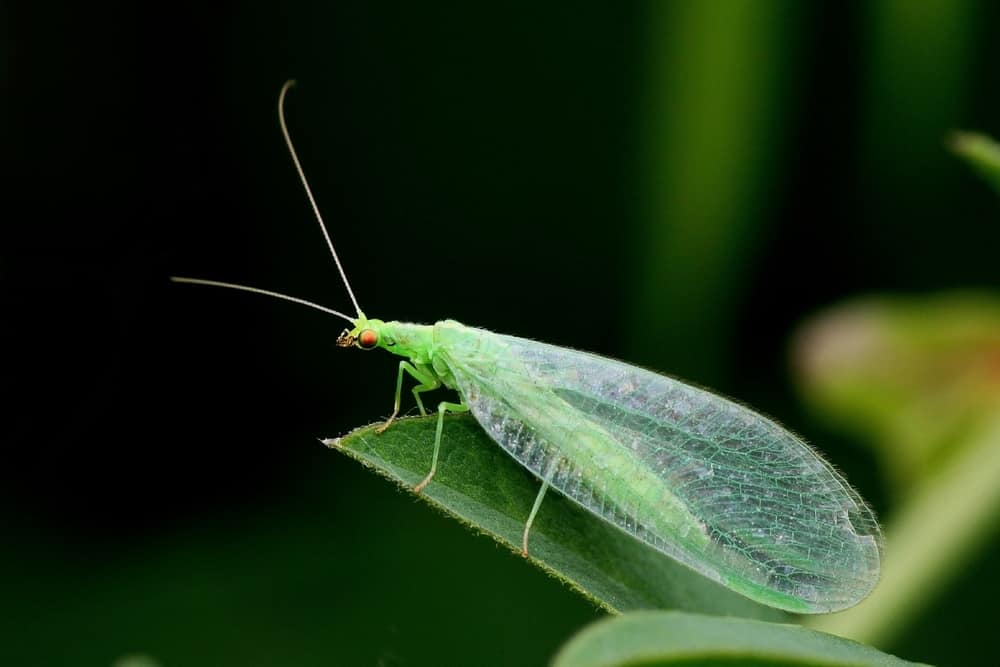 Close-up of Green Lacewing sitting on a leaf. Dark background.