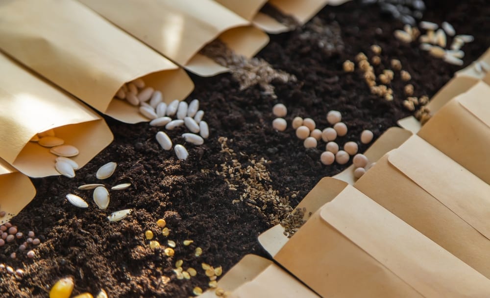 Seeds from paper bags on the soil.
