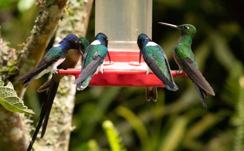 Hummingbirds drinking water in a garden