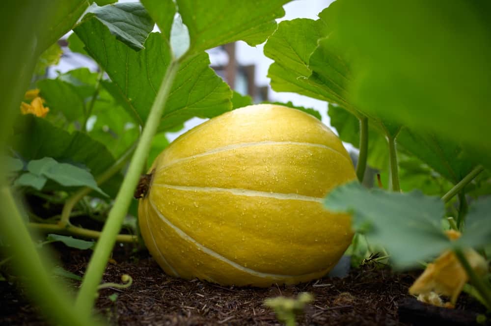 A large yellow pumpkin ready for harvest.