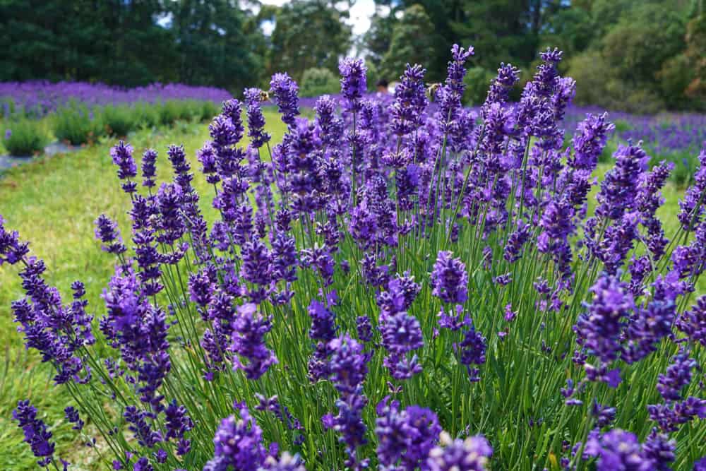 Beautiful lavender in season in a garden.