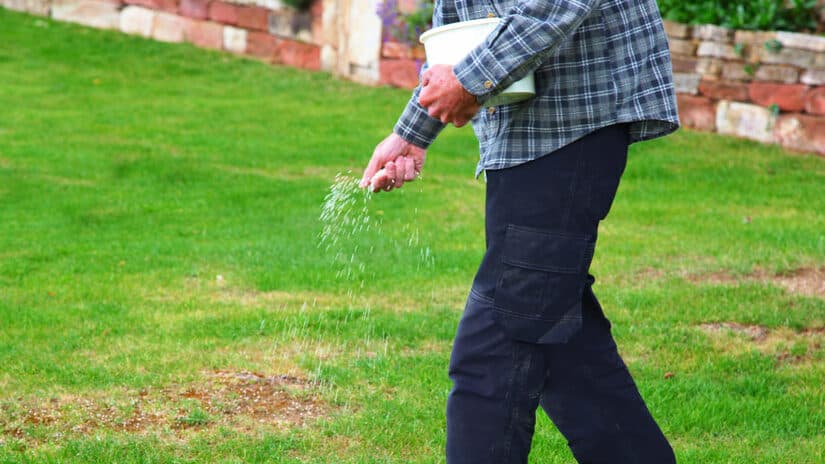 Man fertilizing the lawn soil in a garden