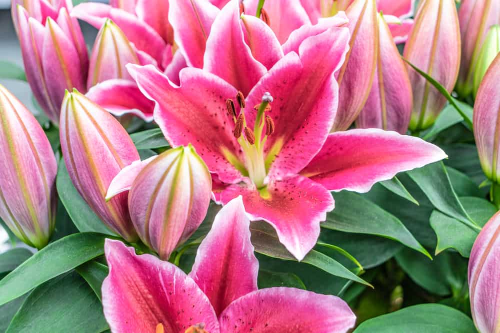 Close-up of blooming dark pink lillies and green leaves.