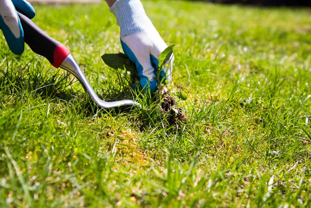 Garden gloved hands manually pulling weed from a lawn using a special tool.