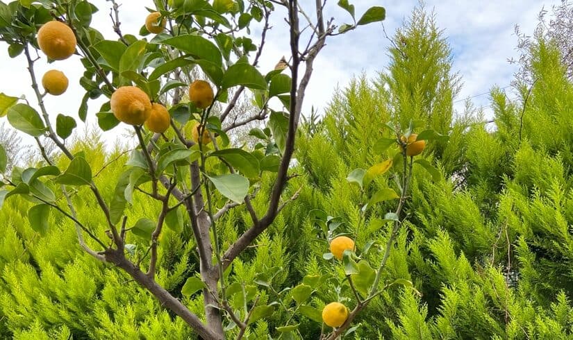 Meyer Lemon tree with fruits in a garden