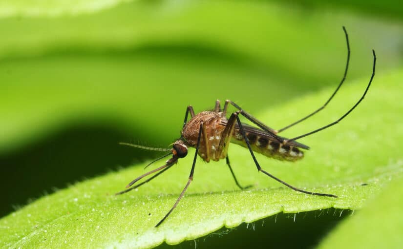 Close-up of mosquito on green leaf