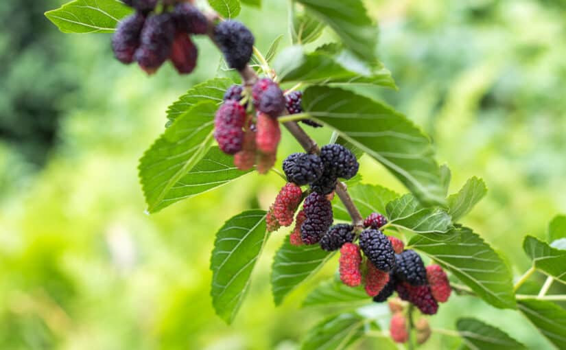The fruit on a black mulberry tree