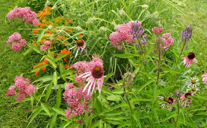 Native Plant Gardening – A Trend That’s Here to Stay