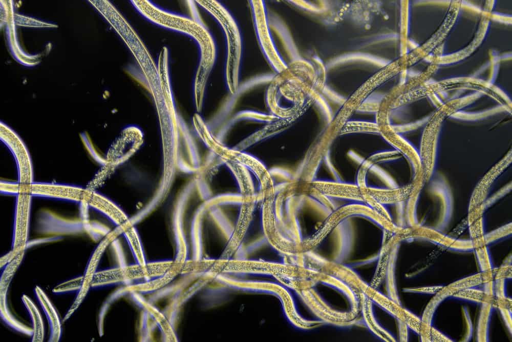 Close-up of nasty looking nematodes.