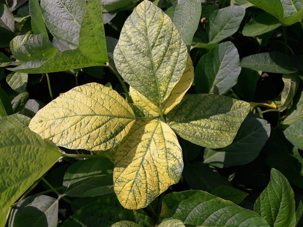Yellowing leafs on a plant caused by nitrogen deficiency.