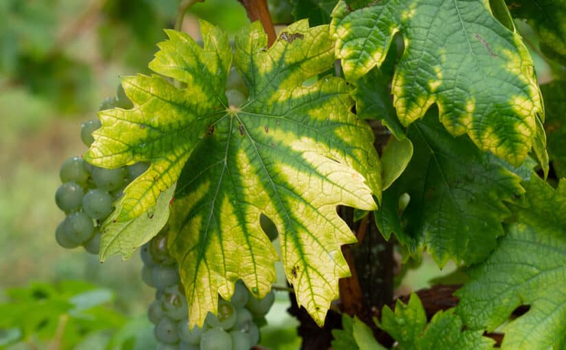 Interveinal chlorosis caused by nitrogen deficiency on a grape vine