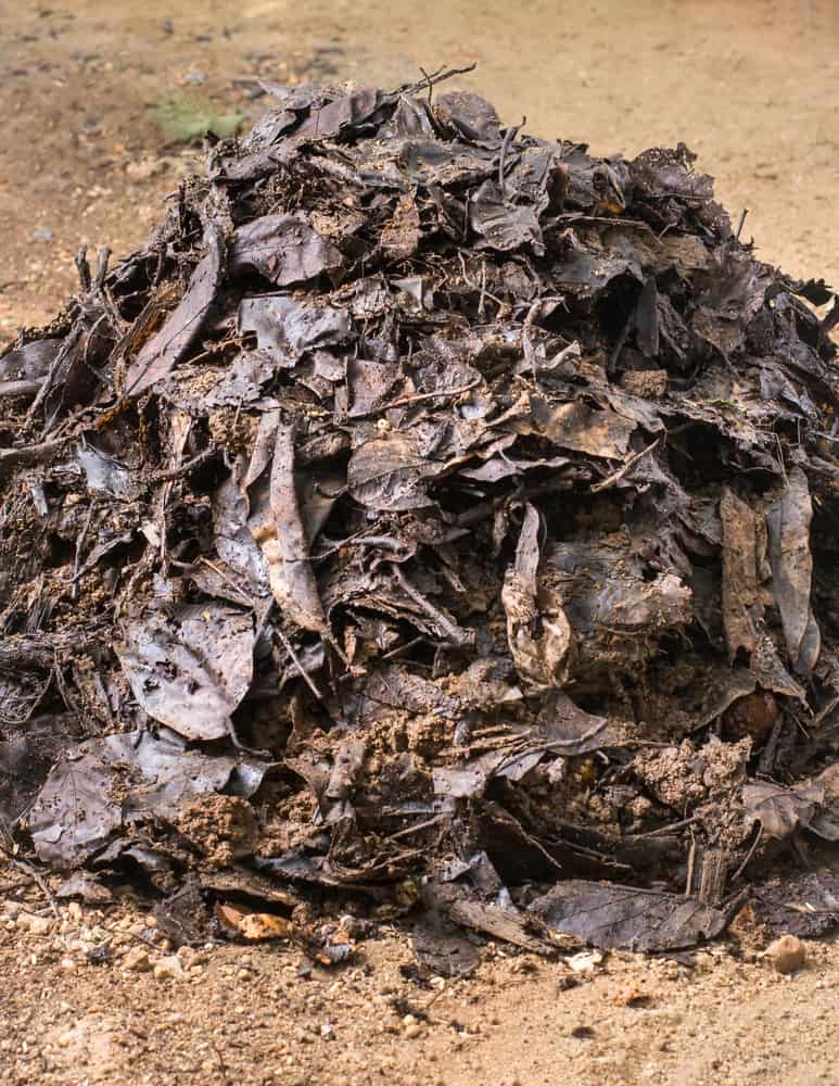 Pile of organic fertilizers made from fallen leaves and food waste.